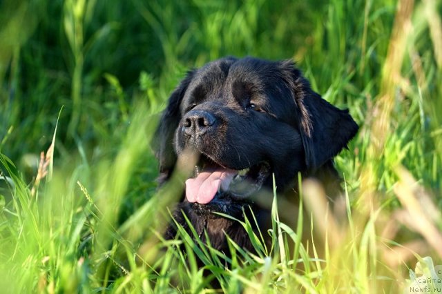 Фото: ньюфаундленд Звезда Удачи от Марлеон Дусвик