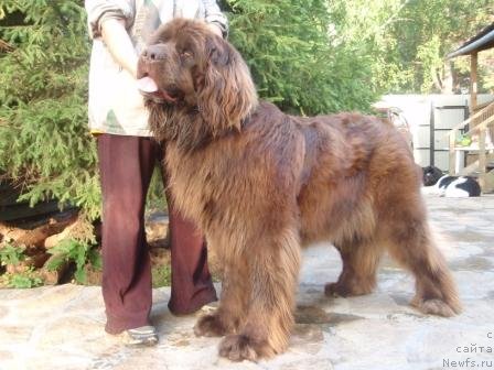 Фото: ньюфаундленд Арабелла Статная Мулатка