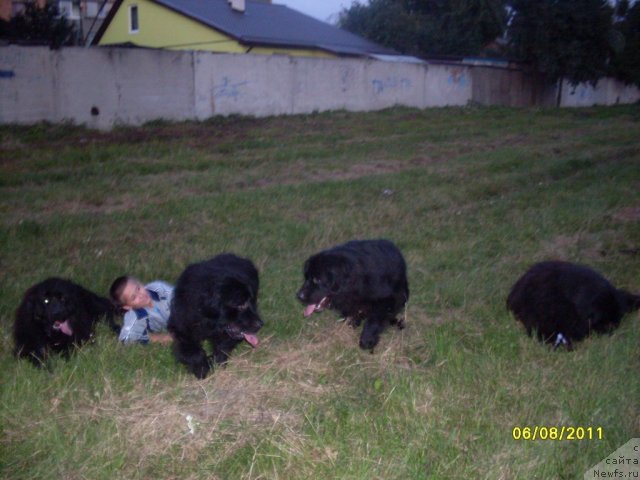 Фото: ньюфаундленд Ласковый Мишка