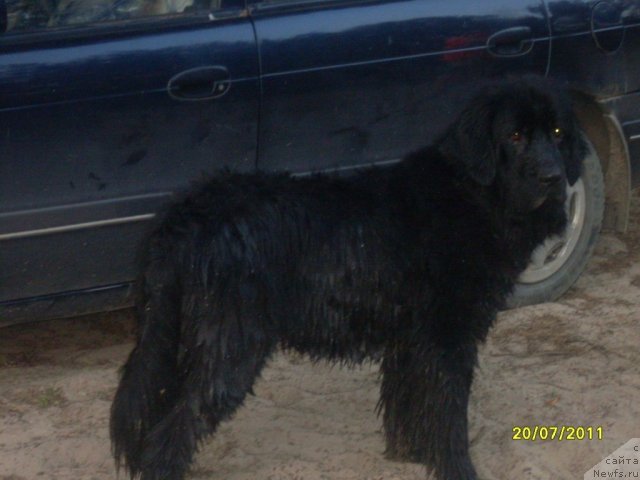 Фото: ньюфаундленд Ласковый Мишка