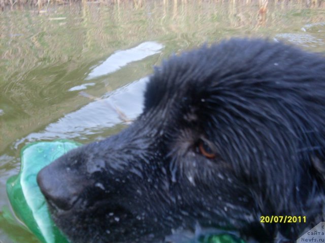 Фото: ньюфаундленд Ласковый Мишка