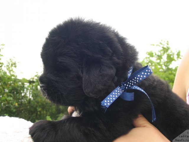 Фото: Щенки п-ка 