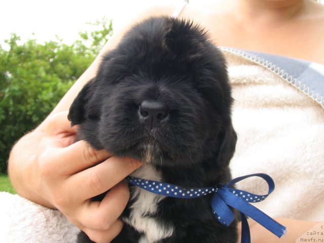 Фото: Щенки п-ка 