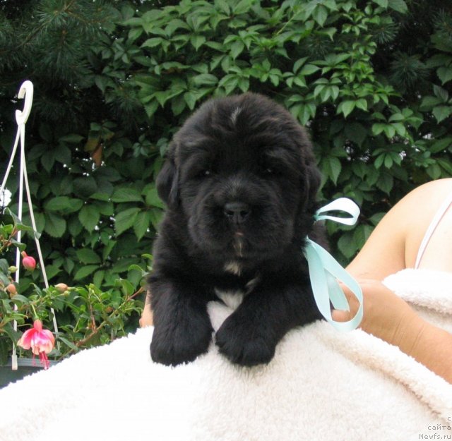 Фото: Щенки п-ка 