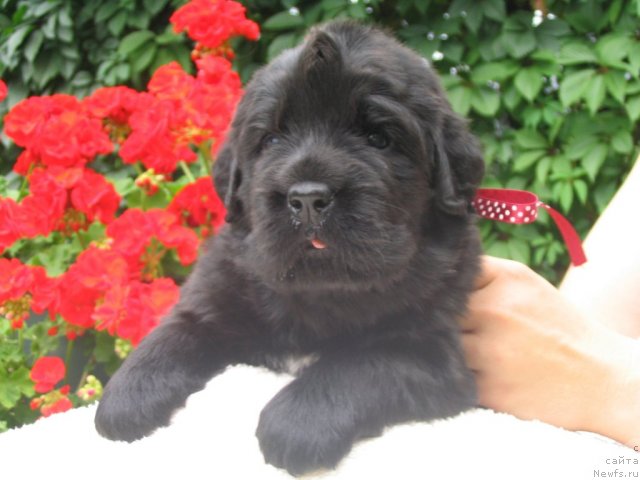 Фото: Щенки п-ка 