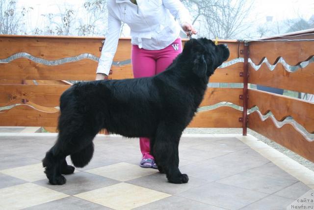 Фото: ньюфаундленд Fekete Panda Galadriel