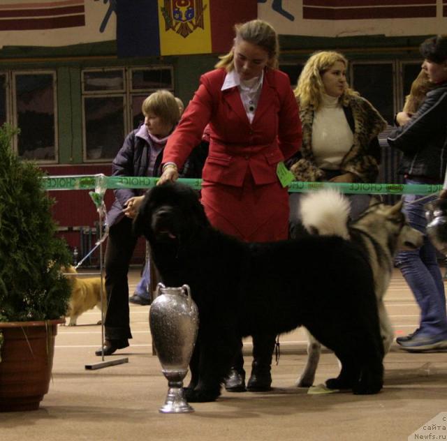 Фото: ньюфаундленд Fekete Panda Life Goes On Tender Ebony