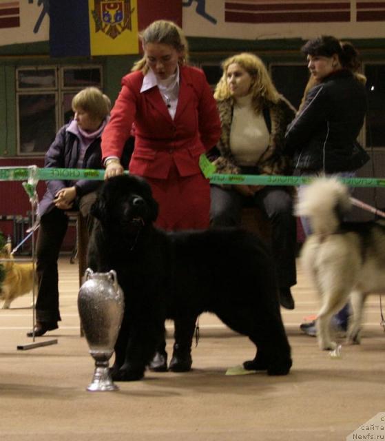 Фото: ньюфаундленд Fekete Panda Life Goes On Tender Ebony