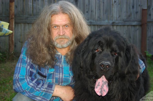 Фото: ньюфаундленд Сент Джонс Орфей, Сергей Самаров