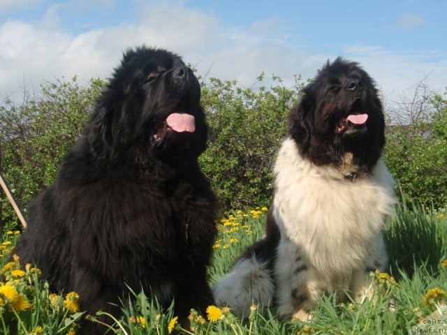 Фото: ньюфаундленд King of Helluland I'm Precious, ньюфаундленд Веснушка на Счастье (Vesnushka na Shastie)
