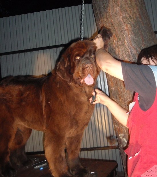 Фото: ньюфаундленд Арабелла Статная Мулатка, Наталия Снигирева