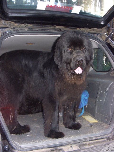 Фото: ньюфаундленд Большая Медведица