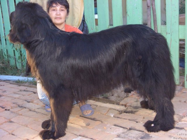 Фото: ньюфаундленд Большая Медведица, Галия Гизатуллина