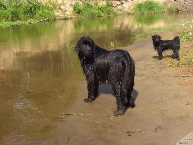 Фото: ньюфаундленд Большая Медведица