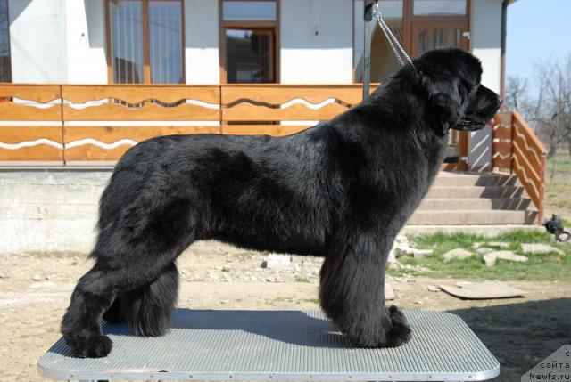 Фото: ньюфаундленд Lifeguard Nothing Else Matters Tender Ebony