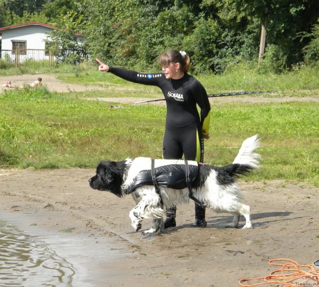 Фото: Анастасия Кормакова, ньюфаундленд Don't Worry Be Happy de L'Etoile de Cyrice