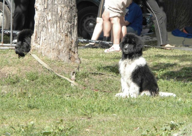 Фото: ньюфаундленд Питерньюф И Дид Ит Агаин (Piternyuf I Did It Again), Бартез