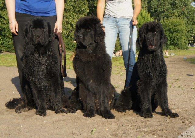 Фотография № 74616