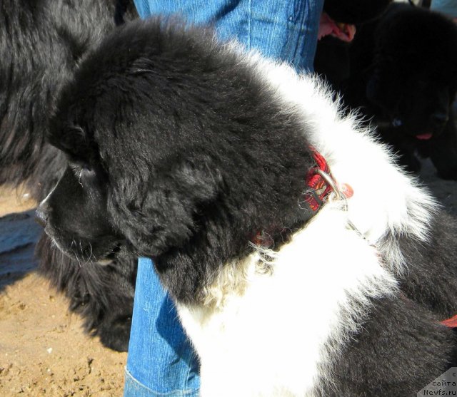 Фотография № 74617