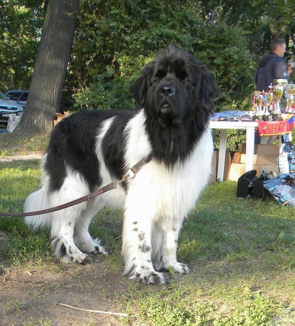 Фотография № 74620