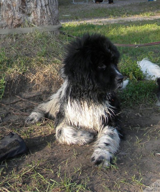 Фото: ньюфаундленд Питерньюф И Дид Ит Агаин (Piternyuf I Did It Again)