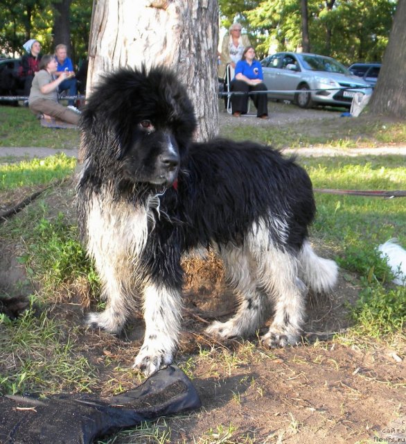 Фото: ньюфаундленд Питерньюф И Дид Ит Агаин (Piternyuf I Did It Again)