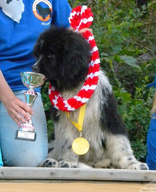 Фото: ньюфаундленд Питерньюф И Дид Ит Агаин (Piternyuf I Did It Again)