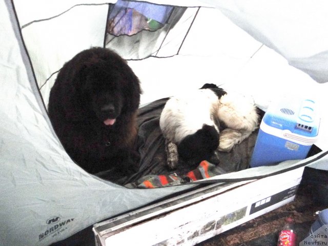 Фото: ньюфаундленд Vein Vest, ньюфаундленд Аквиан Сонг Зефир