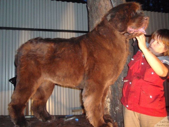 Фото: ньюфаундленд Арабелла Статная Мулатка, Наталия Снигирева