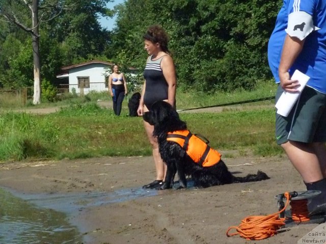 Фото: ньюфаундленд Целого Мира Мало из Аркаима (Tselogo Mira Malo iz Arkaima), Анна Ковалёва