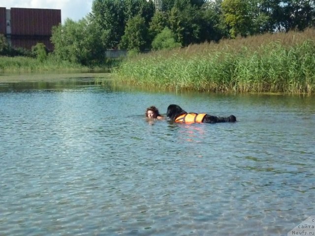 Фото: ньюфаундленд Целого Мира Мало из Аркаима (Tselogo Mira Malo iz Arkaima), Анна Ковалёва