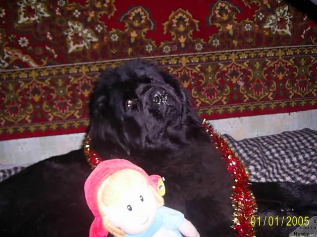 Фото: ньюфаундленд Лесная Сказка Руслана