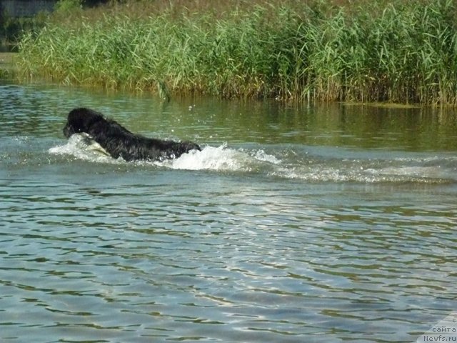 Фото: ньюфаундленд Bartez Beliy