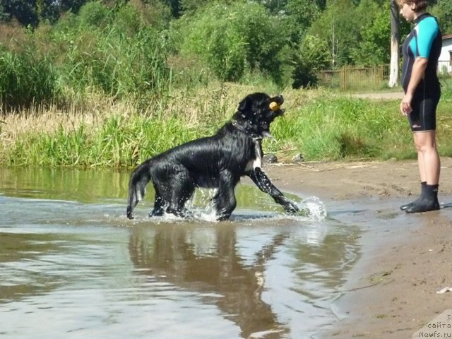 Фото: ньюфаундленд Bartez Beliy
