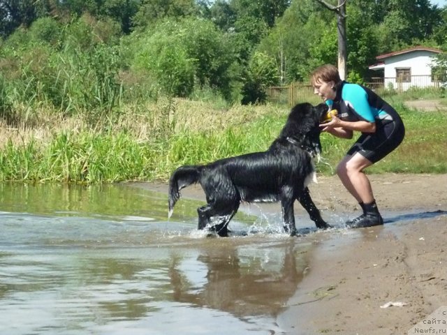 Фото: ньюфаундленд Bartez Beliy