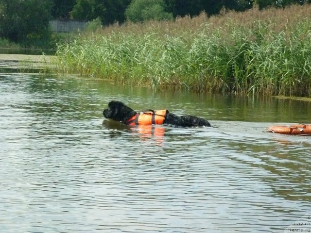 Фото: ньюфаундленд Циннамон БельФра Шармэль из Аркаима (Tsinnamon Bel' Fra Sharmel iz Arkaima)
