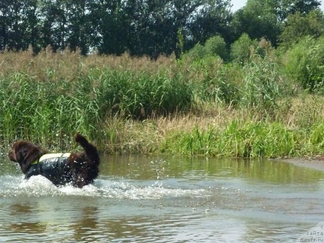 Фото: ньюфаундленд Фанньюф Ура Я с Вами