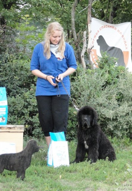 Фото: Анастасия Рысева, ньюфаундленд Бегущая по Волнам Зурбаган (Beguschaya po Volnam Zurbagan)