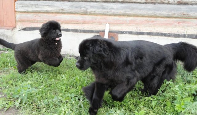 Фото: ньюфаундленд Бегущая по Волнам Дансинг Квин (Beguschaya po Volnam Dancing Queen), ньюфаундленд Bjornebandens Nancy Wilson