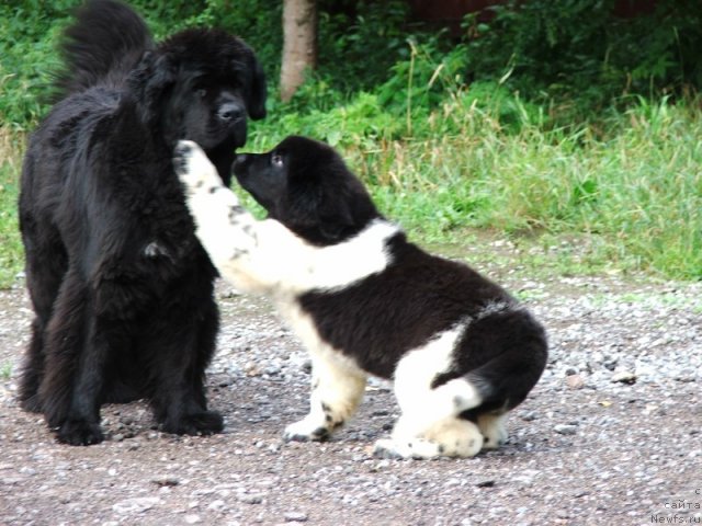 Фото: ньюфаундленд Плюшевая Панда Ультра Модная Штучка (Plushevaya Panda Ultra Modnaja Schtutschka)