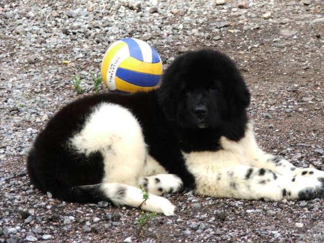 Фото: ньюфаундленд Плюшевая Панда Ультра Модная Штучка (Plushevaya Panda Ultra Modnaja Schtutschka)