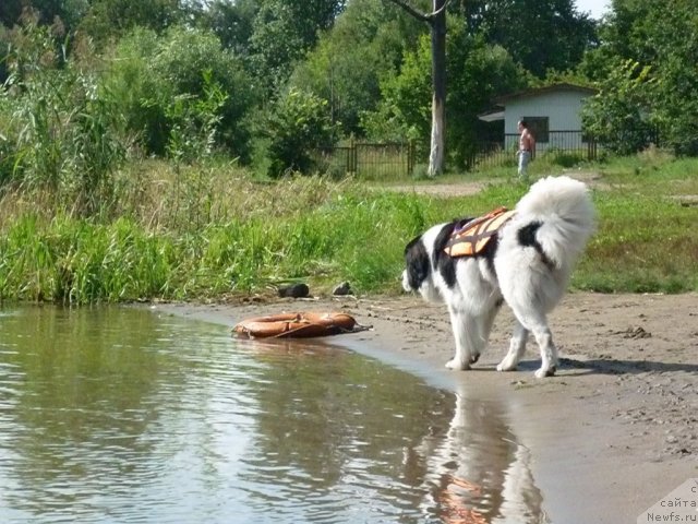 Фото: ньюфаундленд Хьюго Босс из Уникальной Коллекции