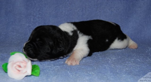 Фото: ньюфаундленд Чинзано Асти от Сибирского Медведя