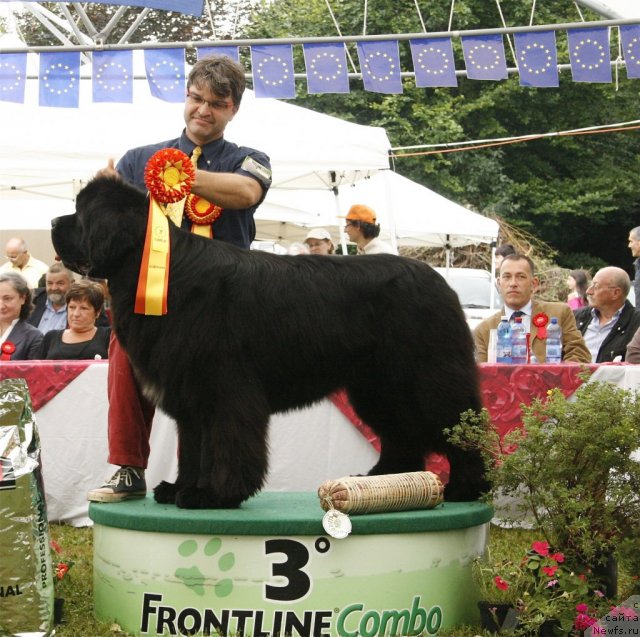 Фото: ньюфаундленд Black Clouds Criminal Minds at Stealbears