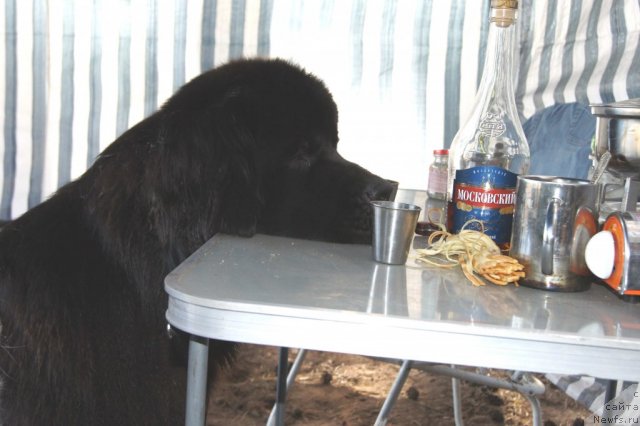 Фотография № 74852