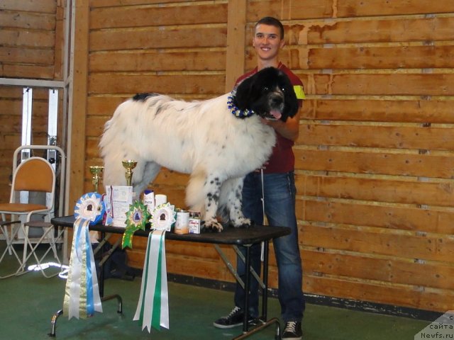 Фото: ньюфаундленд Аквиан Сонг Зефир