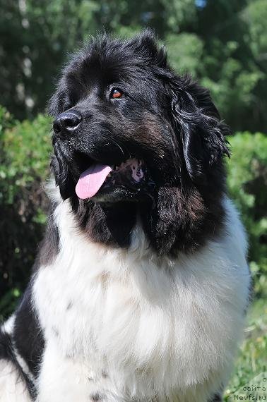 Фотография № 74868