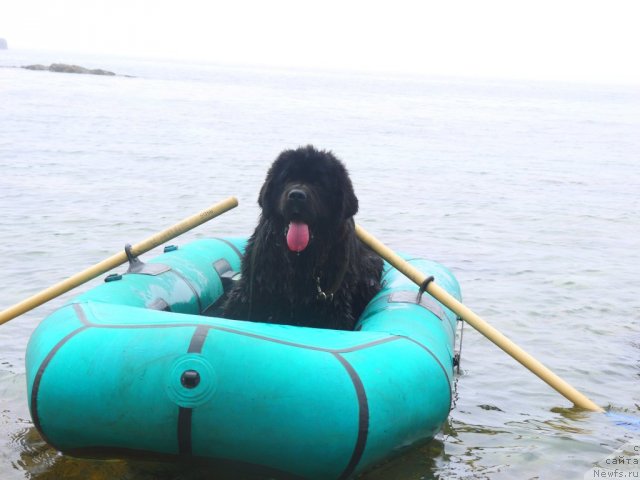 Фото: ньюфаундленд Рембрант Творец Шедевров