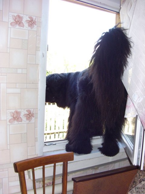 Фото: ньюфаундленд Барышня