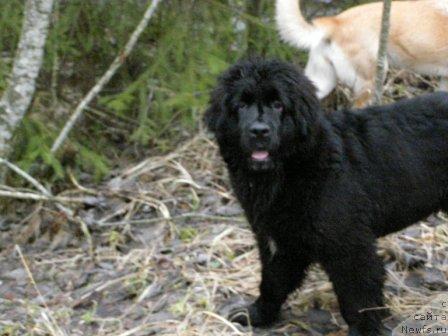 Фото: ньюфаундленд Смигар Шелковая Ночь (Smigar Shelkovaya Noch)